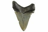 Serrated Angustidens Tooth - Megalodon Ancestor #340332-1